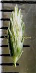  Spikelet